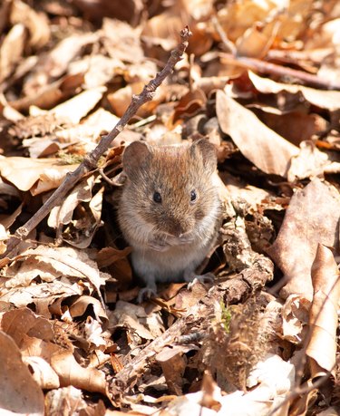 cute little field vole in a forst