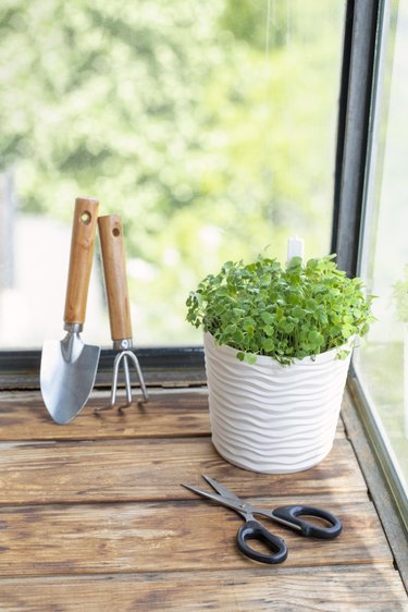 Sprouts of microgreen in white plastic pot, hand cultivator and scissors on wooden surface on the glazed balcony, vertical image, selective focus.